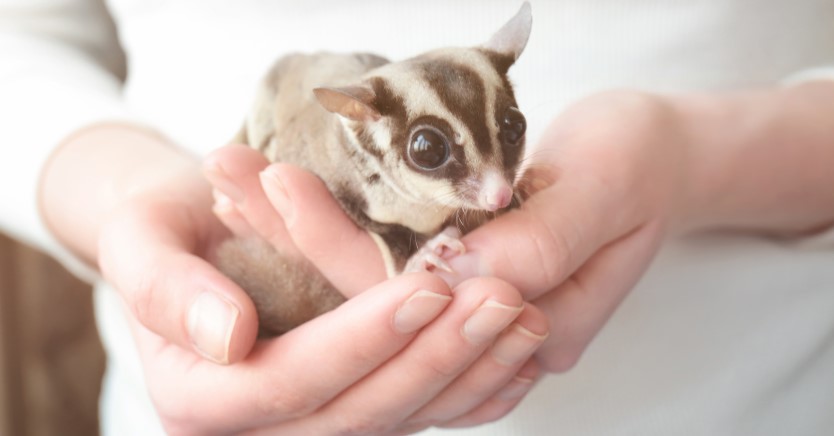 Ask Dr. Jenn: Can I Keep a Sugar Glider as a Pet?